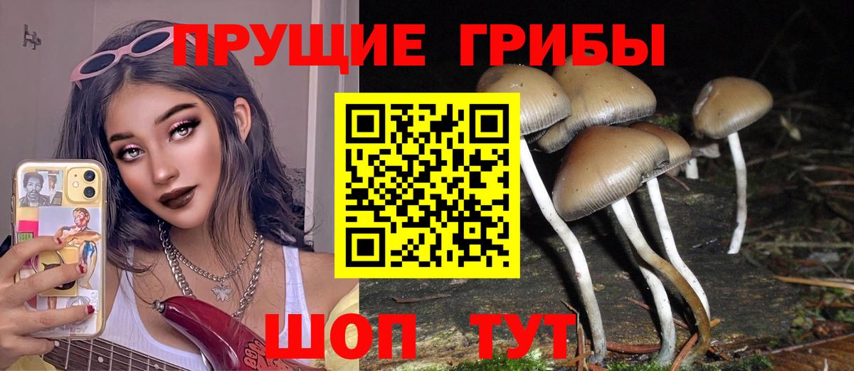 Псилоцибиновые грибы мицелий Заводоуковск